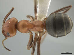 Image of Northern Red Wood Ant
