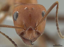 Image of Northern Red Wood Ant