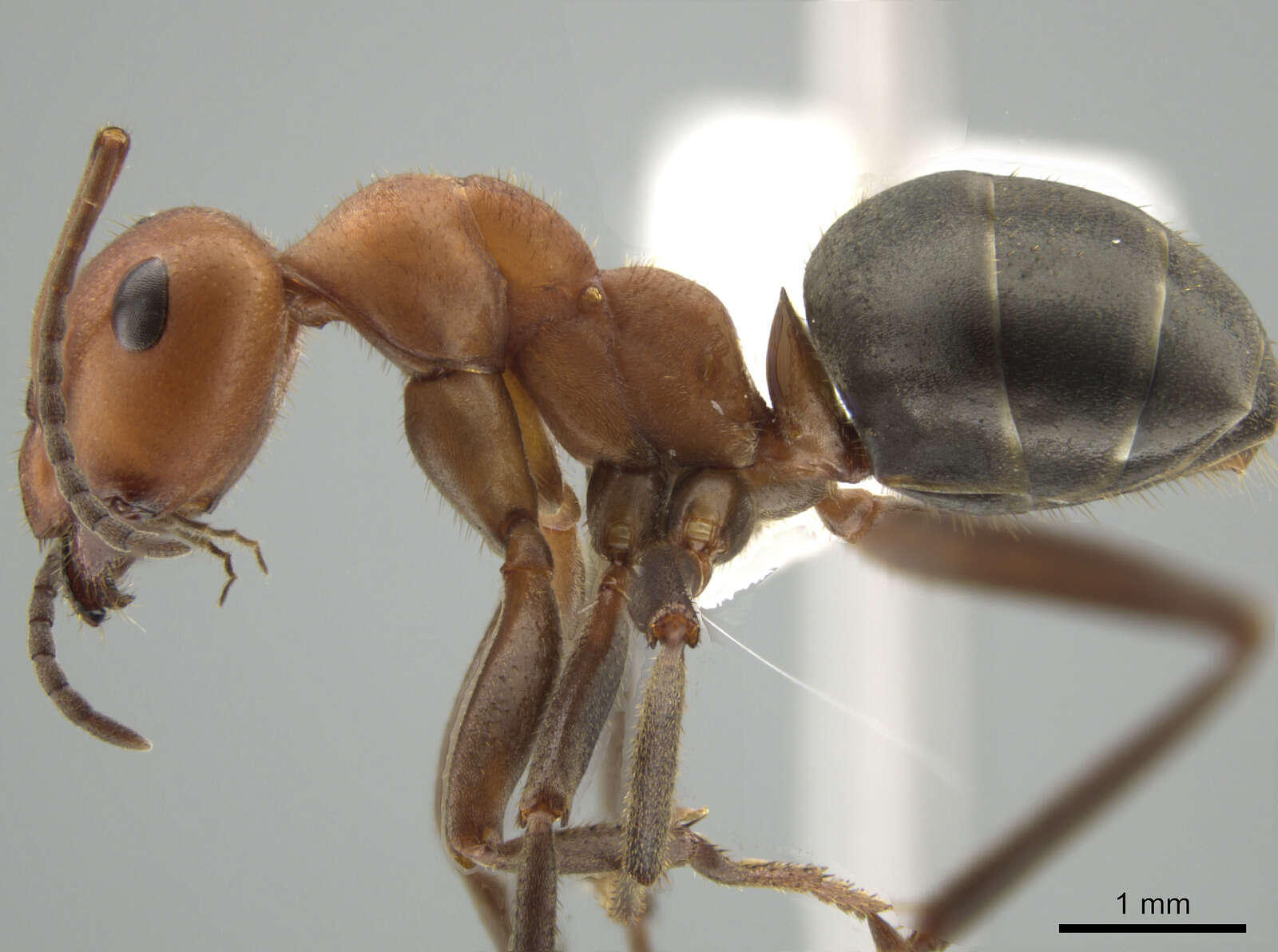 Image of Northern Red Wood Ant