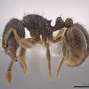 Image of Adelomyrmex cristiani