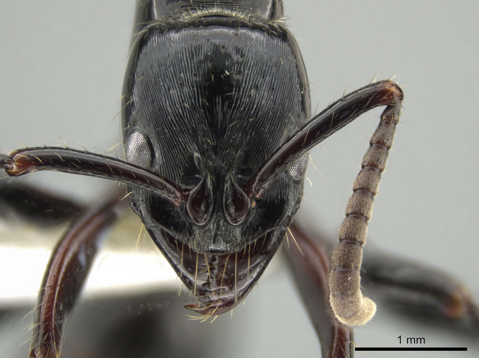 Imagem de <i>Neoponera laevigata</i>