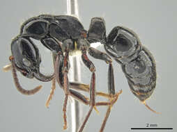 Imagem de <i>Neoponera laevigata</i>