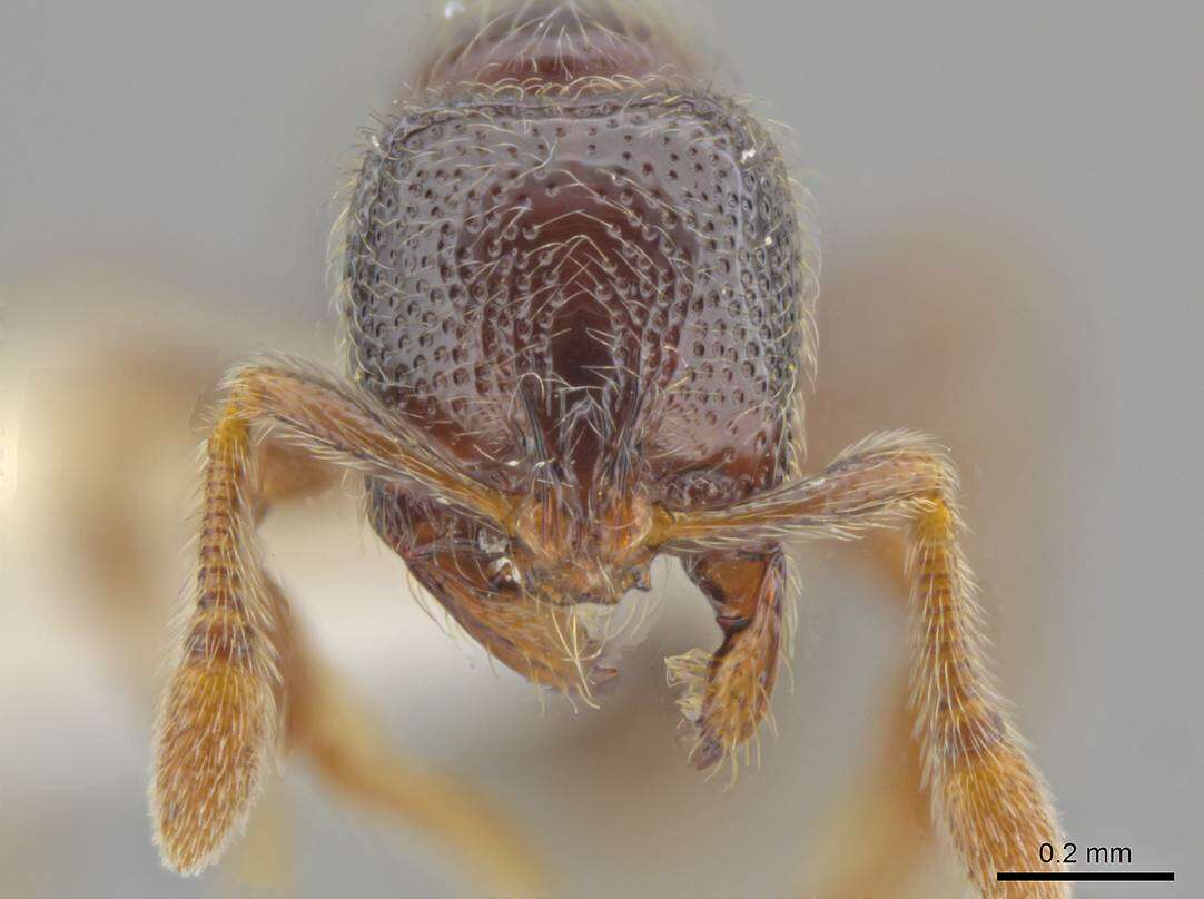 Image of Adelomyrmex hirsutus Mann 1921