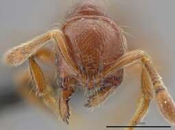 Image de <i>Adelomyrmex coco</i>