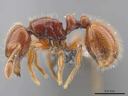 Image de <i>Adelomyrmex coco</i>