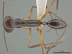 Imagem de Odontomachus rixosus Smith 1857