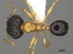 Image of Pheidole balatro