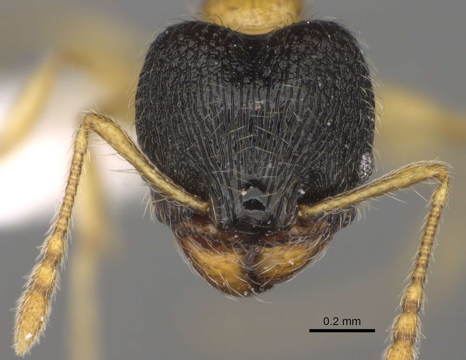 Image of Pheidole balatro