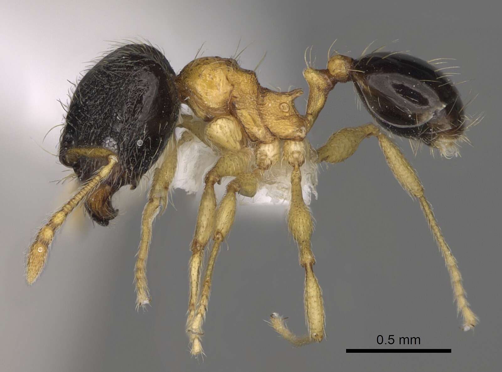 Image of Pheidole balatro