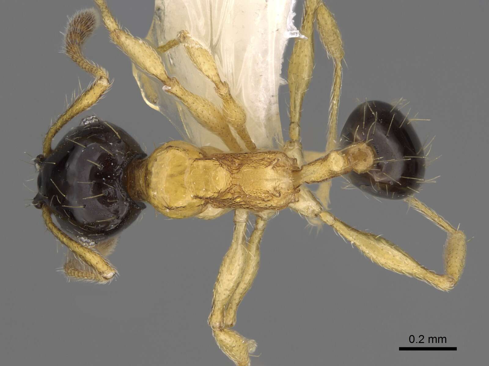 Image of Pheidole balatro