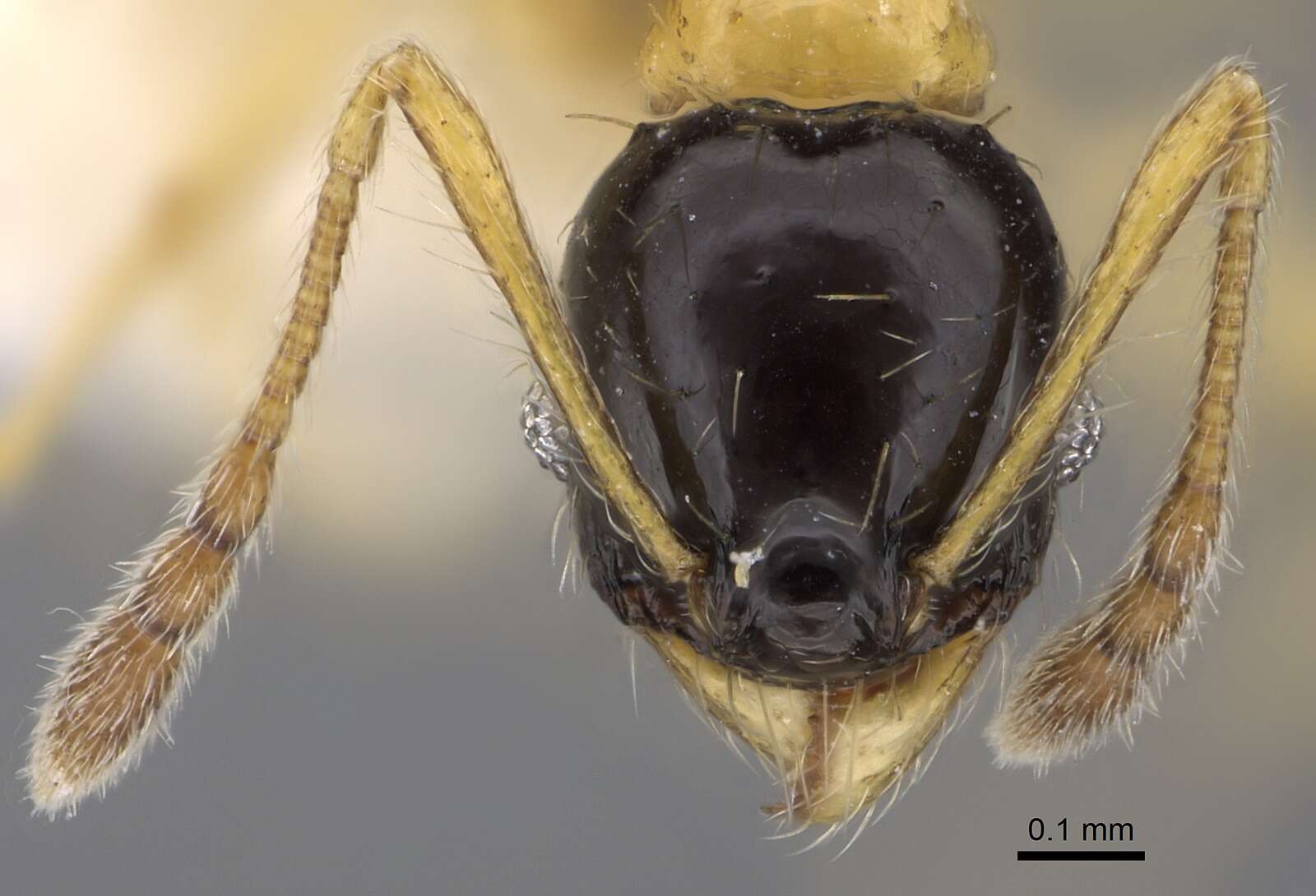 Image of Pheidole balatro