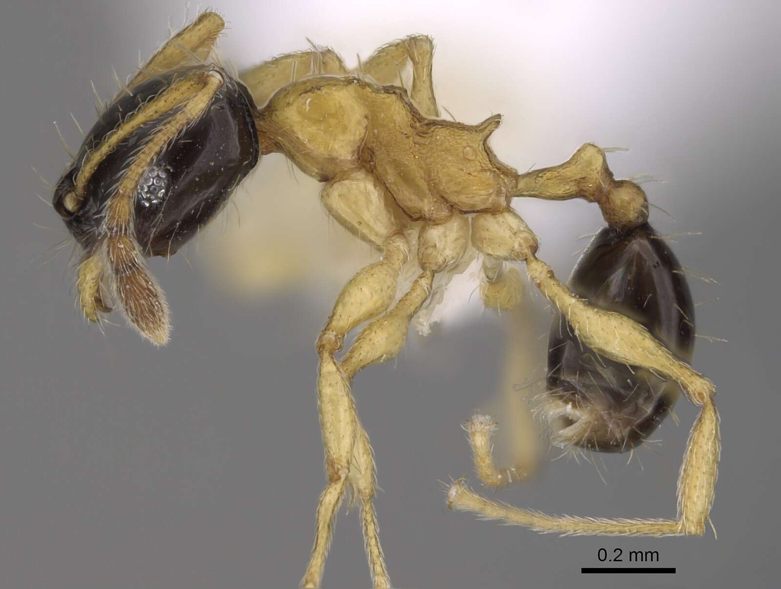 Image of Pheidole balatro