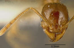 Pheidole absurda Forel 1886的圖片