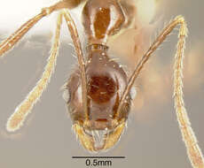 Image of Pheidole ajax Forel 1899