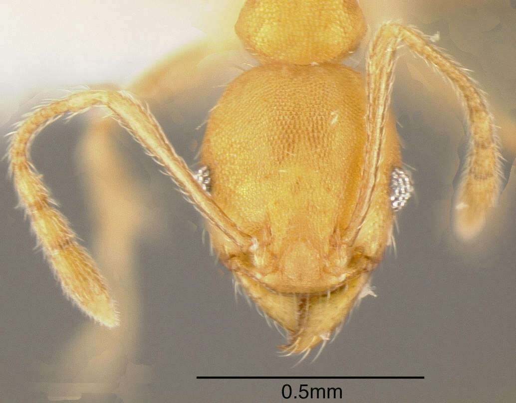 Image of Pheidole anastasii Emery 1896