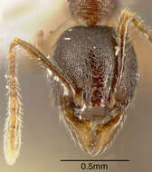 Image of Pheidole walkeri Mann 1922