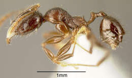 Image of Pheidole walkeri Mann 1922