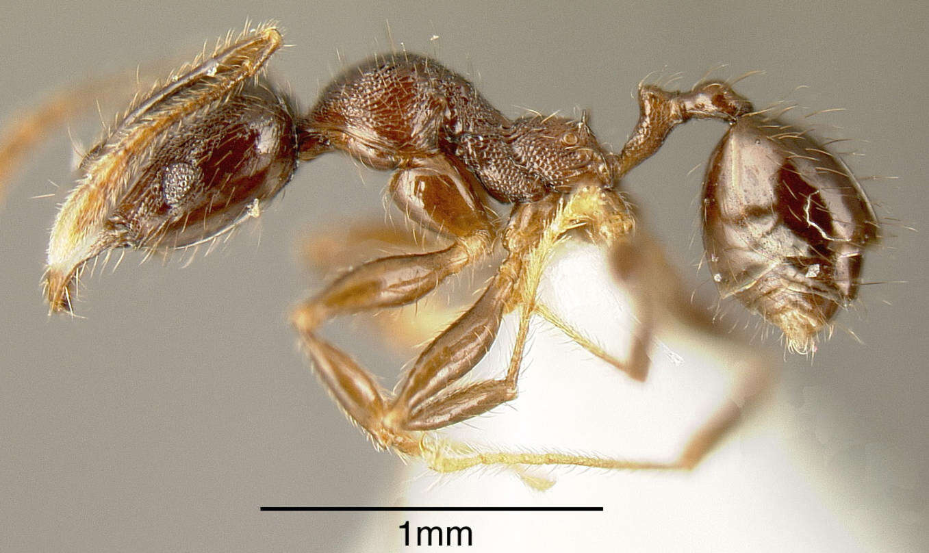 Image of Pheidole walkeri Mann 1922