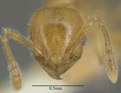 Imagem de Pheidole bicornis Forel 1899