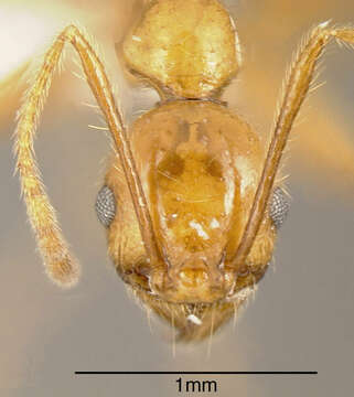 Image of Pheidole biolleyi Forel 1908