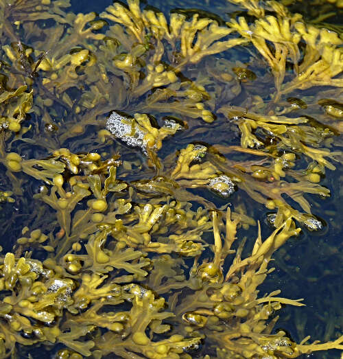 Image of Bladder Wrack