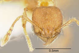 Image of Pheidole browni