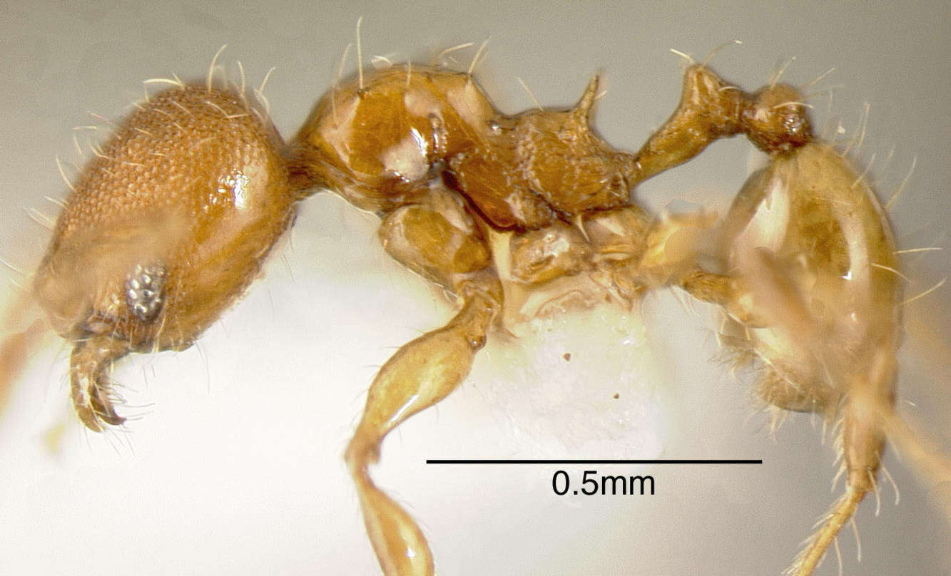 Image of Pheidole browni