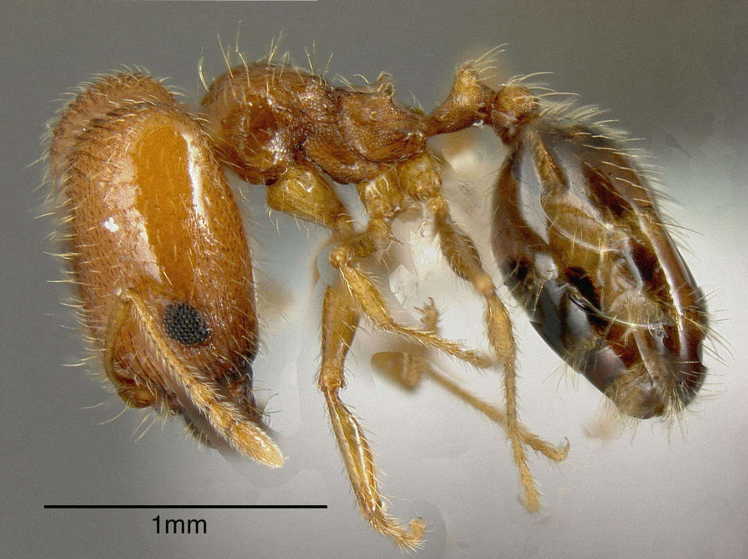 Plancia ëd Pheidole californica Mayr 1870