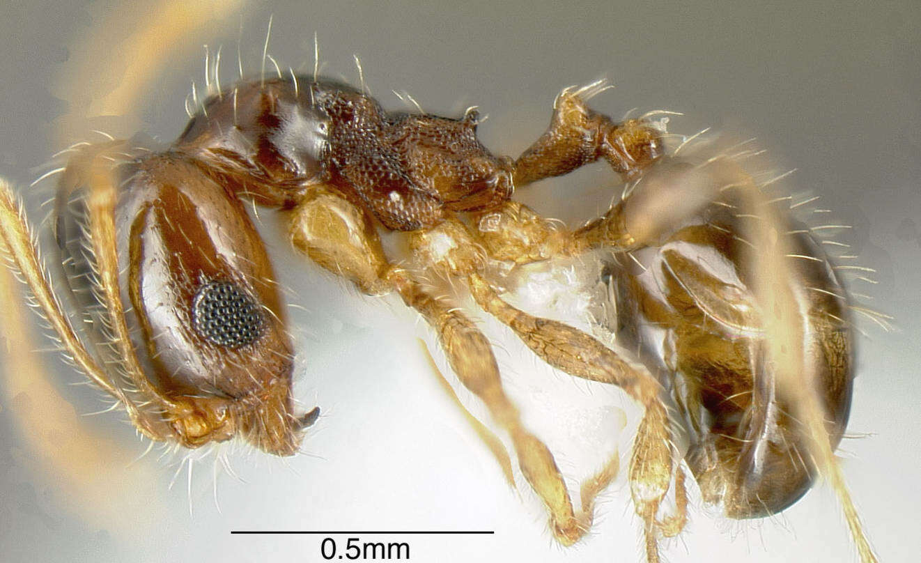 Plancia ëd Pheidole californica Mayr 1870