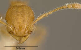 Image of <i>Pheidole caulicola</i>