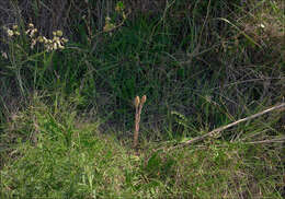 Image of clover broomrape