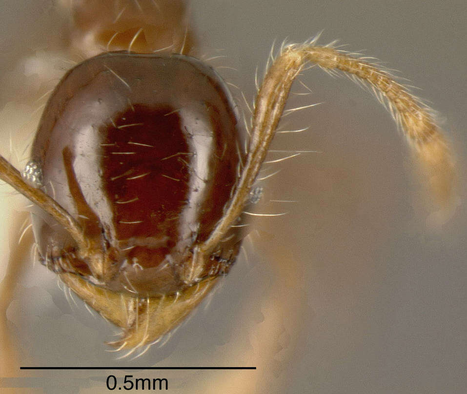 Image of Pheidole cramptoni Wheeler 1916