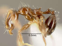 Image of Pheidole cramptoni Wheeler 1916