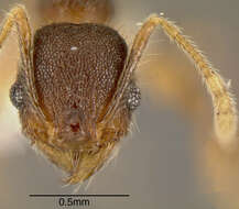 Image of Pheidole diabolus