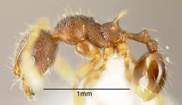 Image of Pheidole diabolus