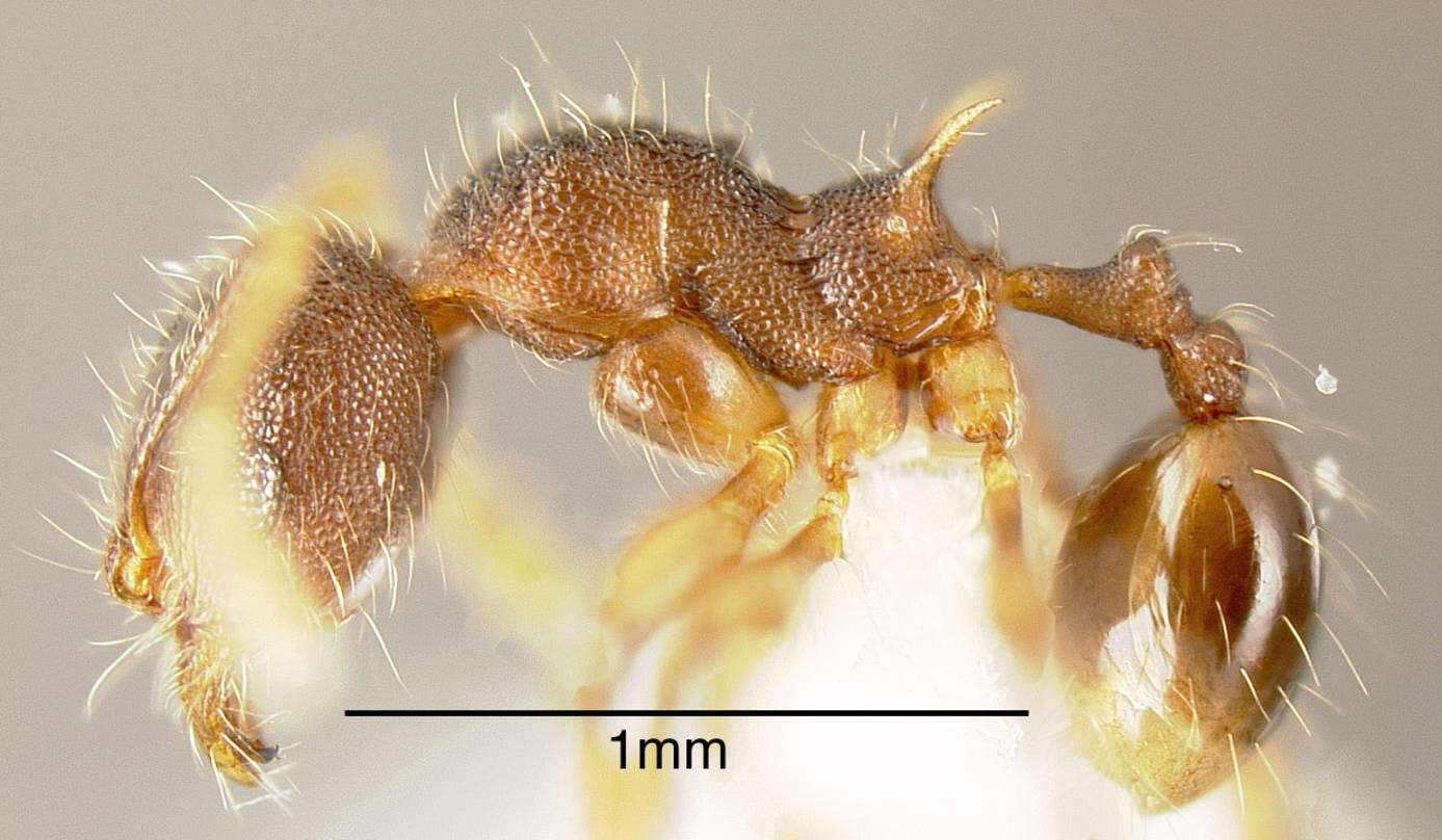 Image of Pheidole diabolus