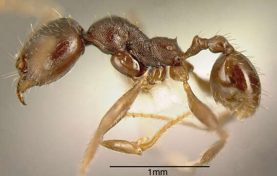 Image of Pheidole exarata Emery 1896