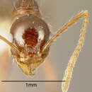 Image of Pheidole fallax Mayr 1870