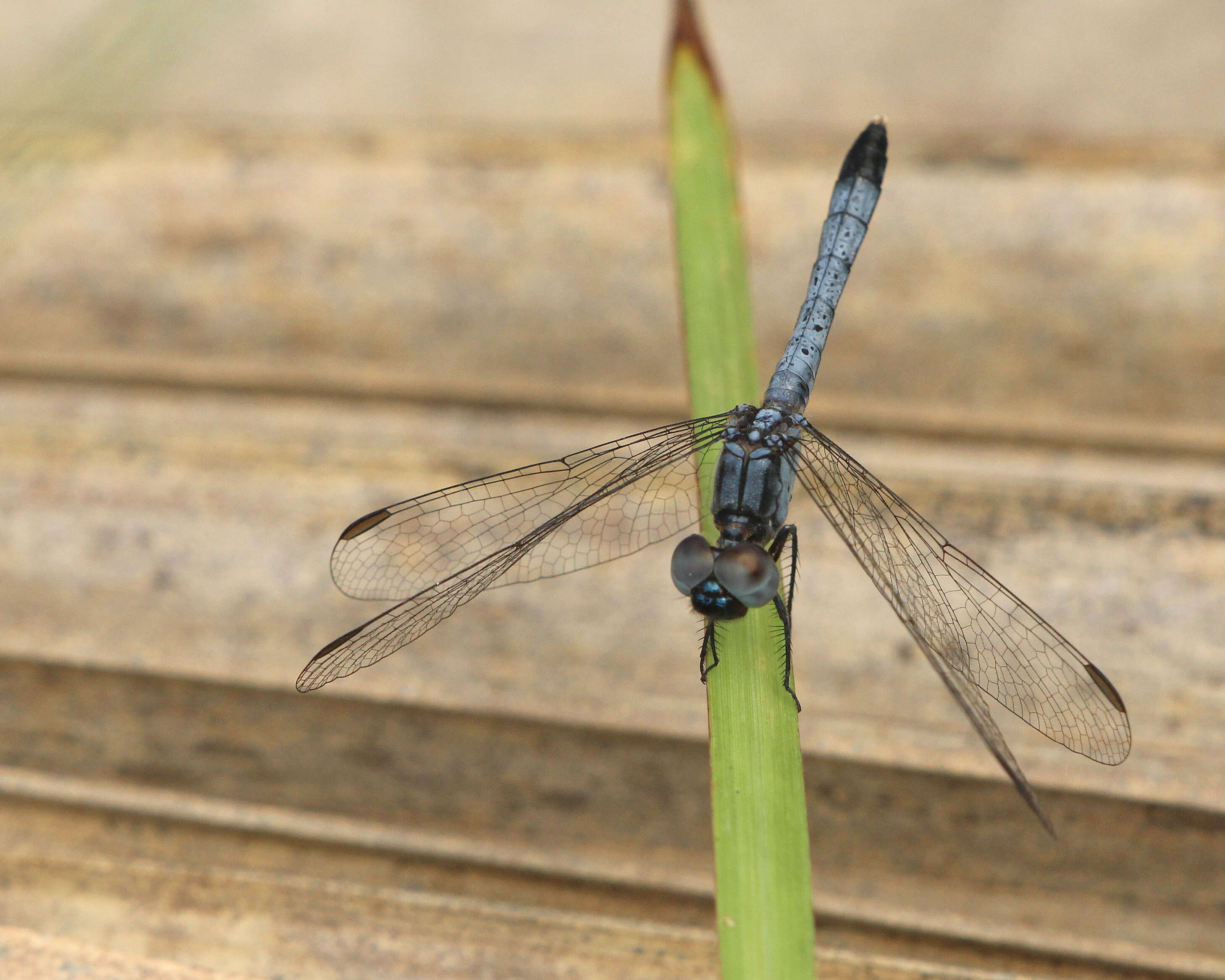 Image of Little Blue Dragonlet