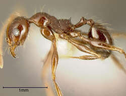 Image of Pheidole fallax Mayr 1870