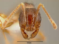 صورة Pheidole fimbriata Roger 1863