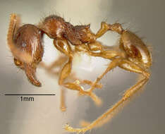 صورة Pheidole fimbriata Roger 1863