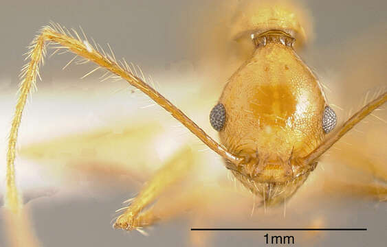 Image of Pheidole fiorii Emery 1890