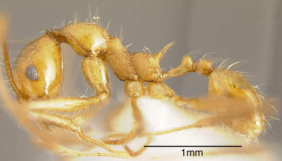 Image of Pheidole fiorii Emery 1890