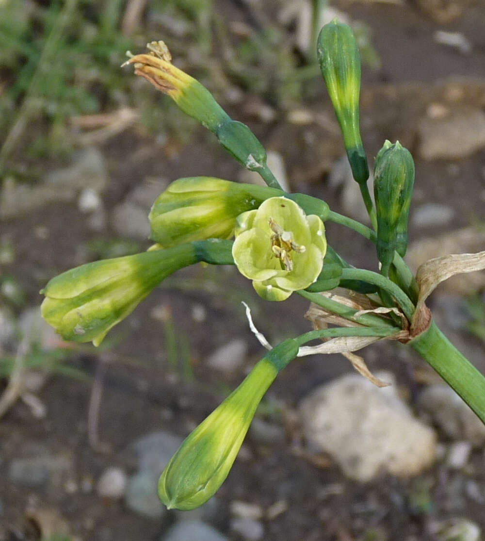 Imagem de Clinanthus incarnatus (Kunth) Meerow