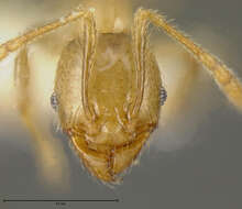 Plancia ëd Pheidole hasticeps