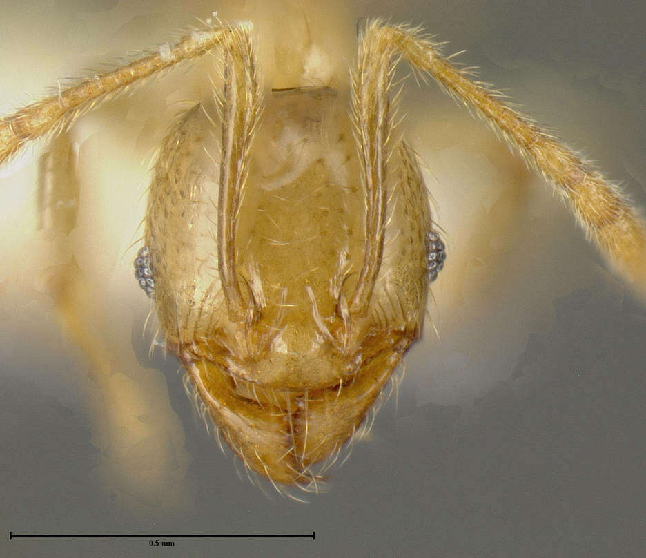 Plancia ëd Pheidole hasticeps