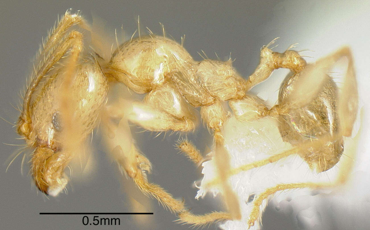 Plancia ëd Pheidole hasticeps