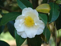 Слика од Camellia japonica L.