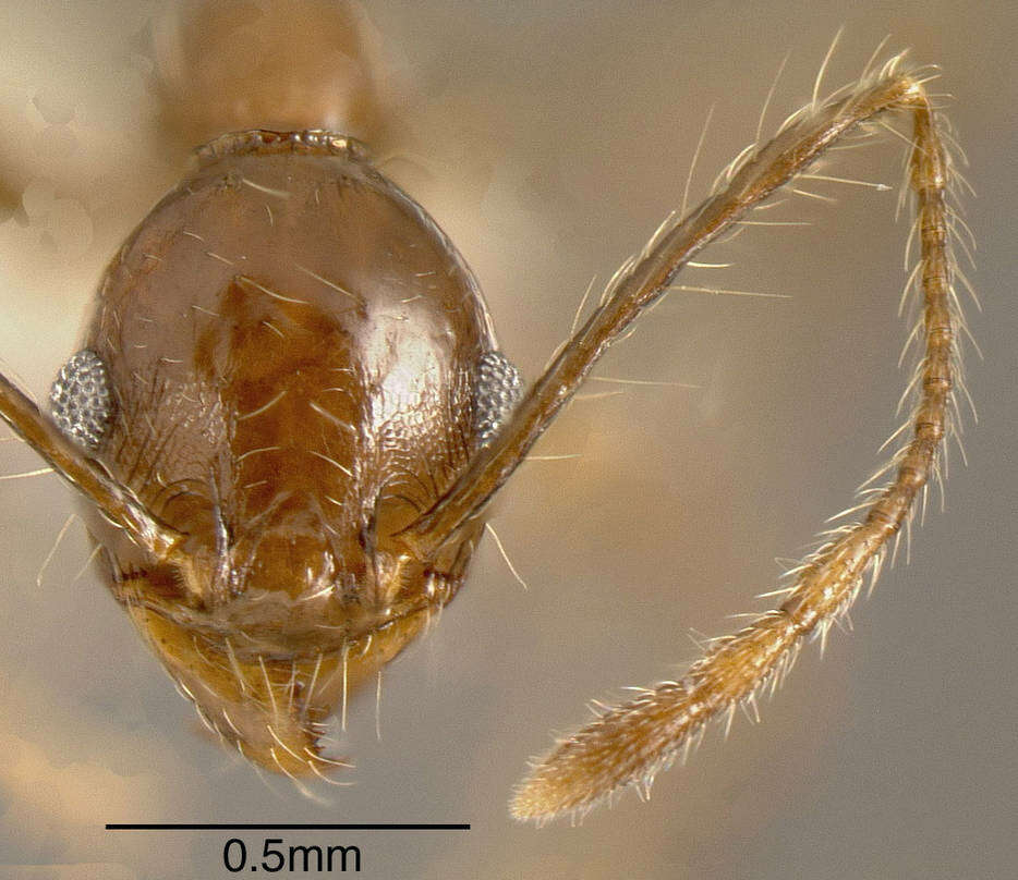 Image of <i>Pheidole hoelldobleri</i>